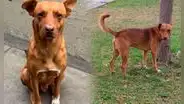 Buscan a "Caramelo", perrito de San Marcos: denuncian que fue raptado en los exteriores del campus de la UNMSM y abandonado en Acho