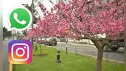 50 frases del Día de la Primavera en Perú: comparte estos mensajes bonitos HOY 23 de septiembre vía WhatsApp y Instragram