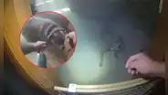 Perro es rescatado en un incendio en casa, pero antes guía a policía a que le ponga su correa en EEUU