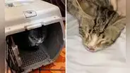 Buscan hogar y piden ayuda para tratamiento de gatito accidentado en San Martín de Porres: "Es un milagro que haya sobrevivido"