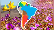La razón por la que el desierto más seco del mundo, ubicado en Sudamérica, se llenó de flores blancas y púrpuras