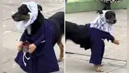 Perrito ‘devoto’ del Señor de los Milagros se roba miradas con su hábito morado: "Listo para la procesión"