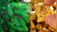 Científicos descubren la presencia de oro en las hojas puntiagudas de un árbol muy usado en navidad