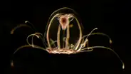 La especie del mar ‘inmortal’ que es capaz de revertir su ciclo de vida indefinidamente