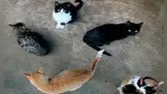 Ciudad española prohíbe adoptar gatos negros en Halloween para evitar ritos y malos tratos