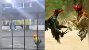 Gallo de pelea causa la muerte de su criador tras atacarlo durante una competencia en Barranca