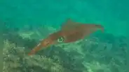 Se acerca a las costas del planeta: una criatura marina asombrosa con sangre azul y tres corazones