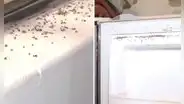 Plaga de mosquitos invade viviendas en Villa El Salvador y vecinos alertan: "Se meten hasta por la nariz y boca"
