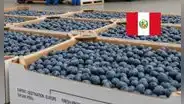 El 'oro azul' peruano llegará por primera vez a estos países de Asia: es el producto estrella de las exportaciones