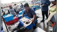 Produce lanza créditos extraordinarios por hasta S/117.700 para pescadores artesanales de pota y perico con 1% y 2% de interés anual