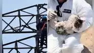 Rescatan a gatito atrapado en torre de alta tensión en El Agustino: ahora busca un nuevo hogar