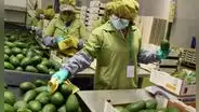 Agroexportaciones superan los US$8.000 millones por mayores envíos de paltas, uvas y arándanos