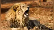 No es el león, ni el cocodrilo: este es el temible superdepredador que infunde más miedo en el África