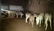 PNP descubre camal clandestino: vendían carne de burro y caballo como si fuera de res en mercados de Trujillo