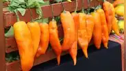 Perú asegura su sabor y biodiversidad: los ajíes nativos se conservarán en la bóveda de semillas más segura del mundo