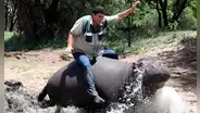 El triste final del granjero que crió a un hipopótamo como a su hijo, pero este lo atacó ferozmente hasta matarlo