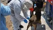 Casos de rabia en Perú no son atendidos con urgencia: mordeduras de animales se incrementa en Arequipa y la Amazonía