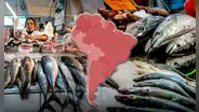 El país de América Latina que lidera la mayor producción de pescado del mundo junto a China e Indonesia: supera a EE.UU. en top 5