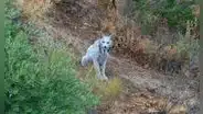 Fotógrafo español graba por primera vez al misterioso lince ibérico blanco: “El fantasma del mediterráneo"