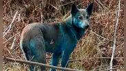 Científicos confirman que sí existen unos perros azules en Chernóbil, pero no son mutantes