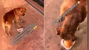 Perro le lleva piedras a un restaurante a cambio de hamburguesas y conquista el corazón del trabajador: "Mi mejor cliente"