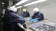 Arándano peruano despierta el interés de Japón y busca quitarle terreno a Chile y México