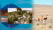 Autoridades alertan de gran contaminación en reserva protegida en Arequipa: "Hay llantas, bolsas y pañales"