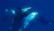 Biólogos revelan al animal que se ha convertido en el depredador más temible de los mares y aterroriza al gran tiburón blanco