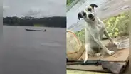 Adulto mayor lleva desaparecido 9 días en río Ucayali y solo encontraron a su perrita en embarcación