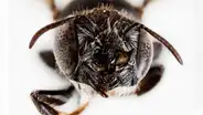 Científica australiana descubre una nueva especia de abeja con ‘cuernos’ y de aspecto aterrador