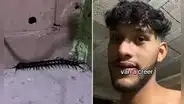 Joven encuentra un ciempiés venenoso en su cuarto y cuenta su terrible experiencia: “Creí que era una cucaracha”