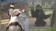 Proyecto del Congreso busca cerrar zoológicos sin garantizar destino adecuado para los animales