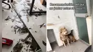 Joven muestra cómo sus perros destruyeron su casa mientras no estaba y redes bromean: "Una lloradita y a limpiar"