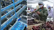 Exportaciones agrarias del Perú crecen 21.2% y alcanzan los US$ 9,809 millones en nueve meses: fuerte dinamismo en paltas, arándanos, cacao y uvas frescas