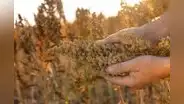 ADEX propone exonerar del IGV a la quinua, kiwicha y cañihua para impulsar consumo y combatir la desnutrición