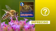 Estudios si afirman que el veneno de la abeja puede combatir el cáncer de mama, pero no al 100% y tampoco es reciente