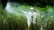 Se cae el estudio que defendía a herbicida señalado como cancerígeno: Perú sigue usando pesticidas tóxicos