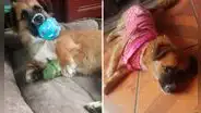 Buscan hogar para Puca: grupo de vecinos amenaza con "desaparecer" a perrita en San Martín de Porres
