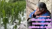 Adulta mayor rompe en llanto al ver cómo la granizada destruye su cultivo de maíz: "Así es la vida del agricultor"