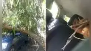 Árbol cae sobre auto en movimiento e impacta a conductor en la av. Velasco Astete, en Surco