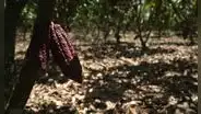 Cacao peruano: precios sobre los US$5.000, mayor demanda y el reto de producir sin deforestar