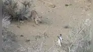 Los pumas de la Patagonia comenzaron a cazar pingüinos y los científicos observan un comportamiento extraño: ya no son solitarios