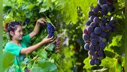 El país de Asia que podría superar a Perú como el mayor exportador mundial de uvas en 2026