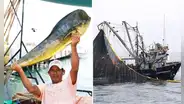 Perú sufre fuerte golpe exportador tras decisión de EE.UU. de bloquear pesca de perico por daño ambiental de redes