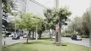 Al menos 30.000 m² de áreas verdes serían removidas por obras viales impulsadas por la Municipalidad de Lima