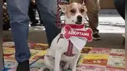Última edición del “Adoptatón 2025” busca cambiar la vida de más de 50 animales rescatados