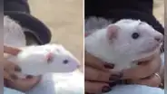 Familia celebró Año Nuevo en la playa Los Yuyos junto a su inusual mascota: un hurón que sorprendió a los veraneantes