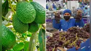 Exportaciones agrícolas peruanas alcanzan cifra histórica: 3 millones de toneladas de 540 tipos de productos llegan a 115 destinos en el mundo, según Senasa