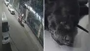 Sujeto ataca brutalmente a dos perros y les provoca graves heridas en San Martín de Porres