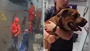 Delincuentes disparan a un perro y lo dejan gravemente herido durante asalto a grifo en San Martín de Porres
